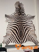 Bild 43