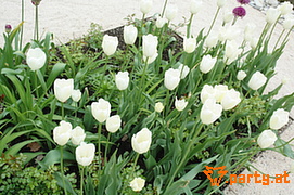 Bild 55