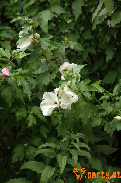 Bild 22