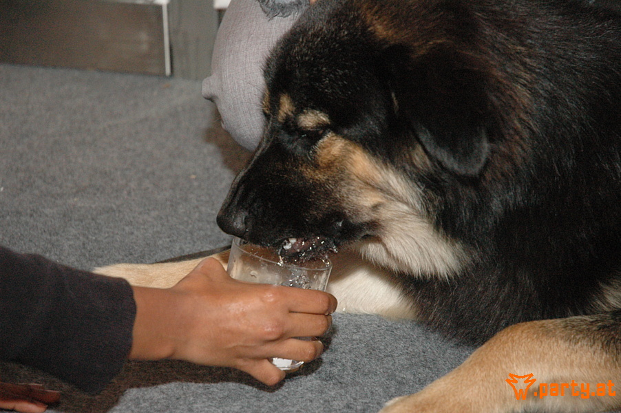 Bild 44