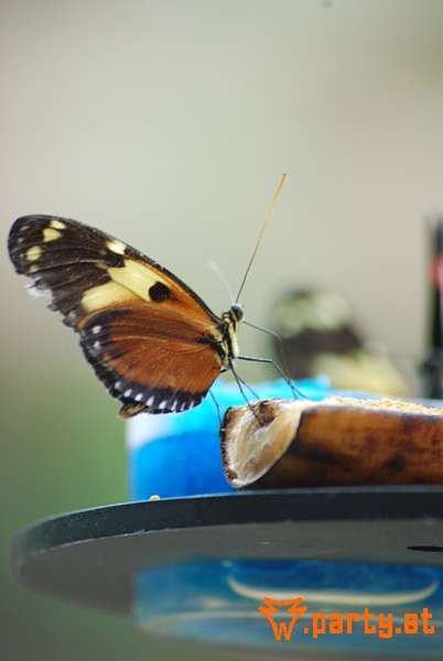Bild 79