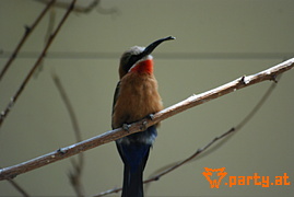 Bild 105