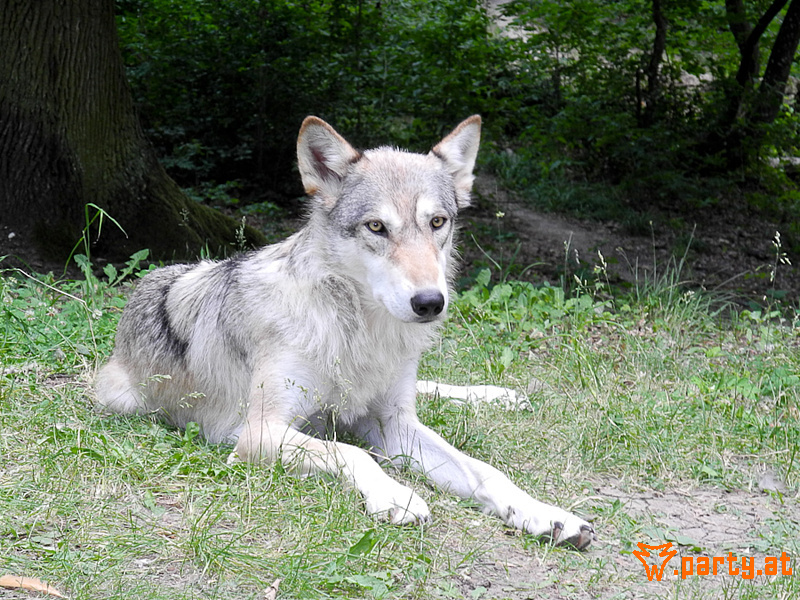 Bild 69