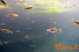 Bild 54