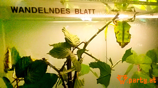 Bild 99