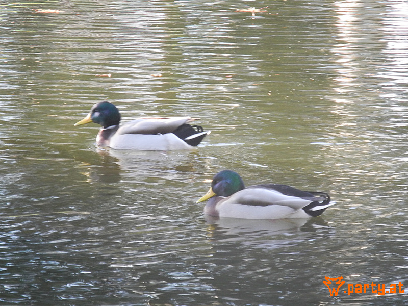 Bild 61